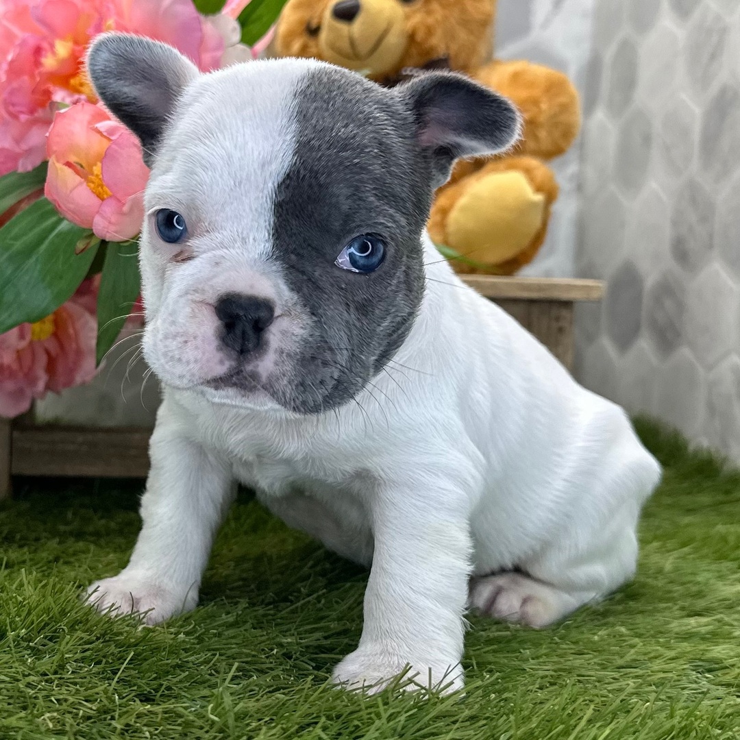 Charlie 2