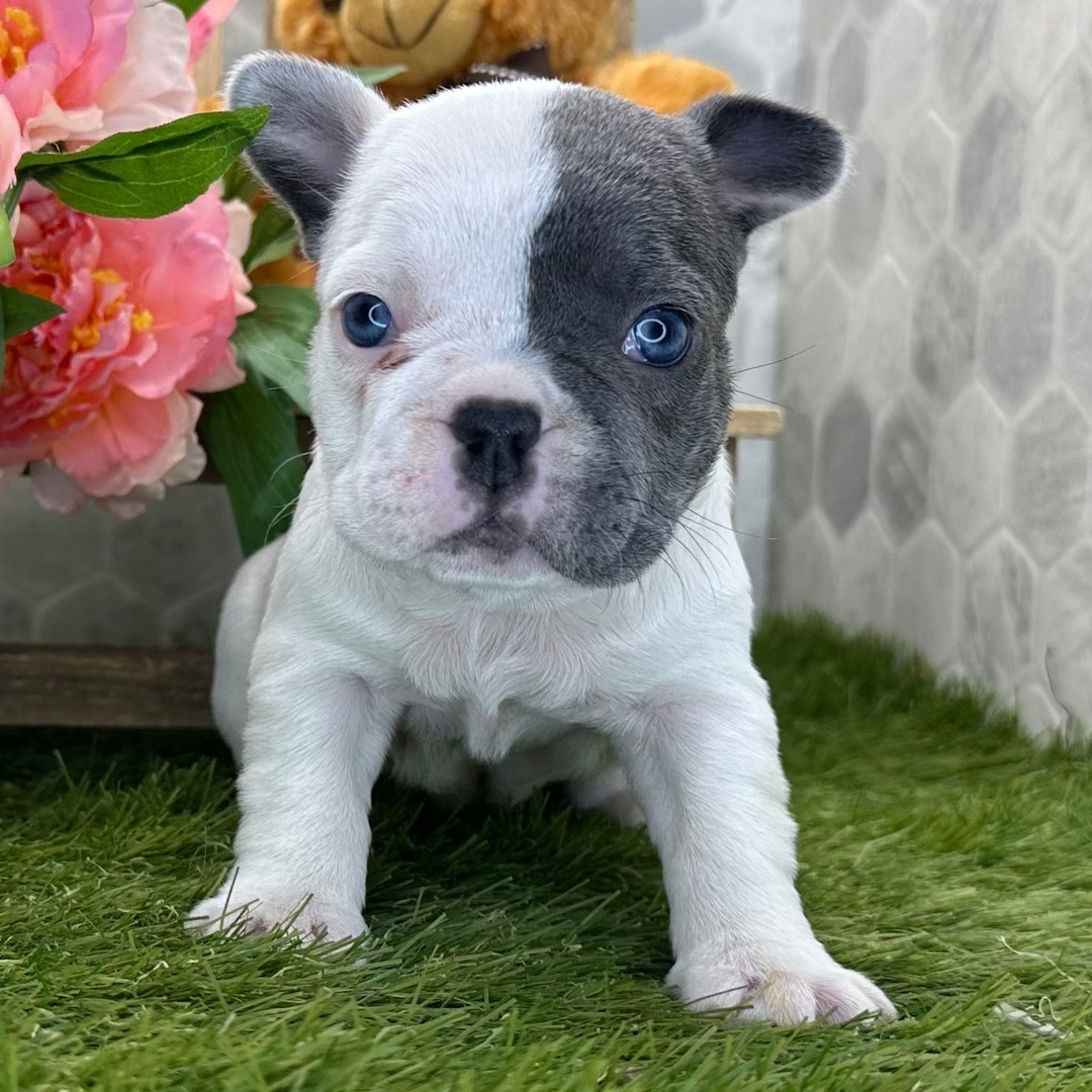 Charlie 3